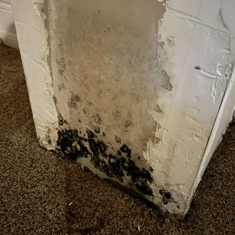 Professional Mold Removal in Plainville, CT